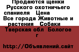 Продаются щенки Русского охотничьего спаниеля › Цена ­ 25 000 - Все города Животные и растения » Собаки   . Тверская обл.,Бологое г.